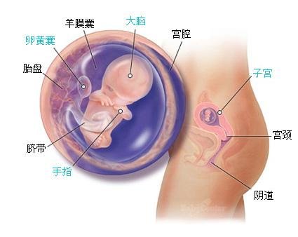 怀孕10周胎儿图