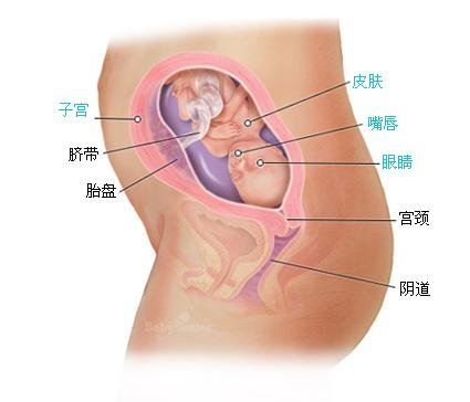 怀孕22周胎儿图