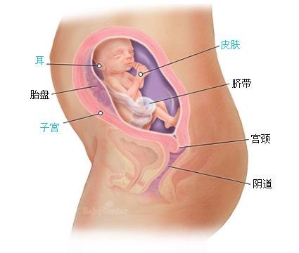 怀孕23周胎儿图