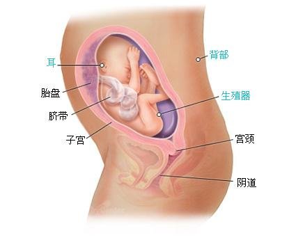 怀孕26周胎儿图