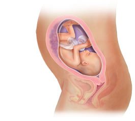 怀孕27周胎儿图