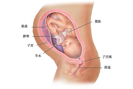 怀孕35周胎儿图