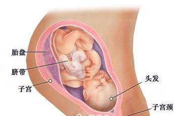怀孕37周胎儿图