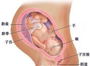 怀孕38周胎儿图