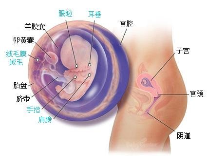 怀孕九周胎儿图